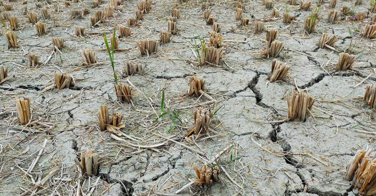 Drought brings Europe's farming sector to its knees. "I've lost everything"