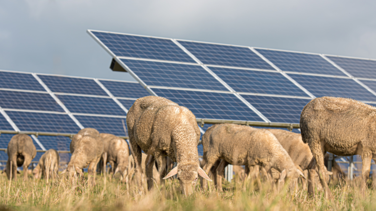 TotalEnergies investește în cinci proiecte de energie regenerabilă în România