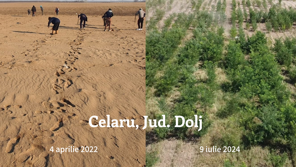 Adoptă un Copac plantează 280.000 de puieți pentru viitorul verde al României