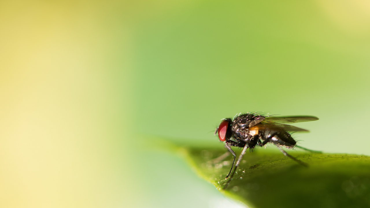 Better Origin wants to turn food waste into fodder using insect-based farms