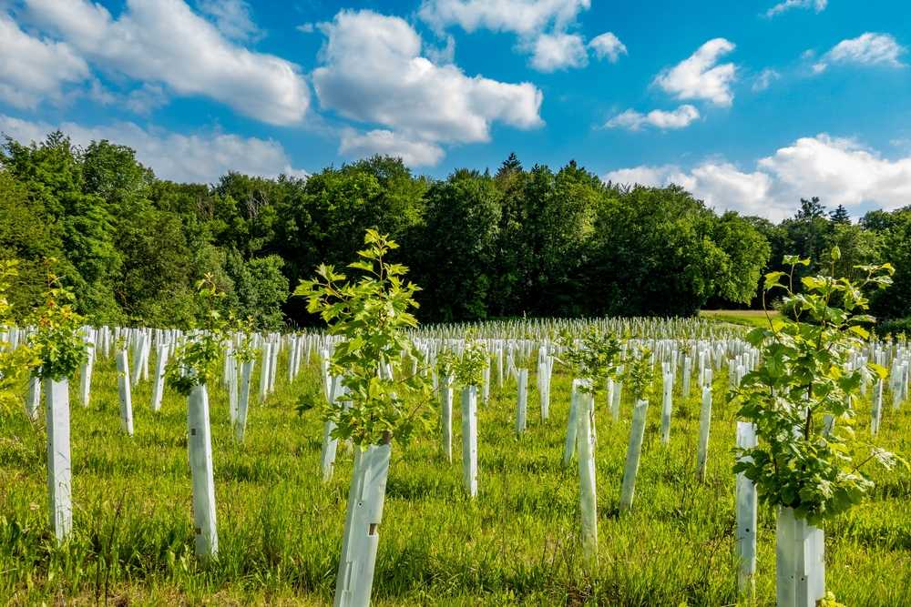 Airlines and mining companies invest in nature-based land regeneration