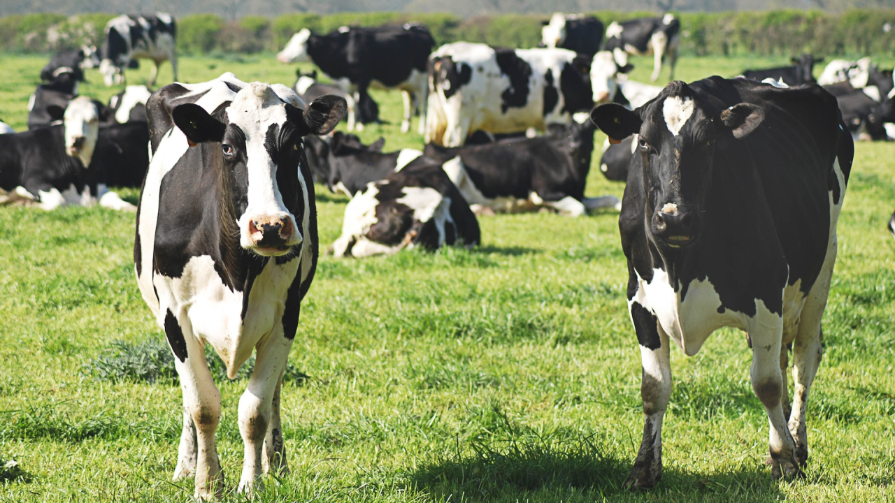 The wonder-medicine that could one day stop cows from burping methane