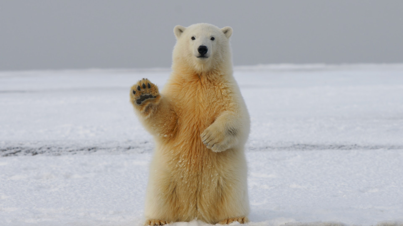 WWF report: Wildlife populations plummet by 69%