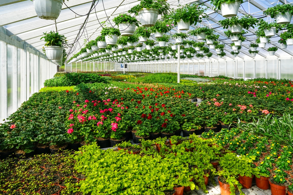Fertilizarea serelor cu CO2: cum ne ajută să folosim inteligent emisiile