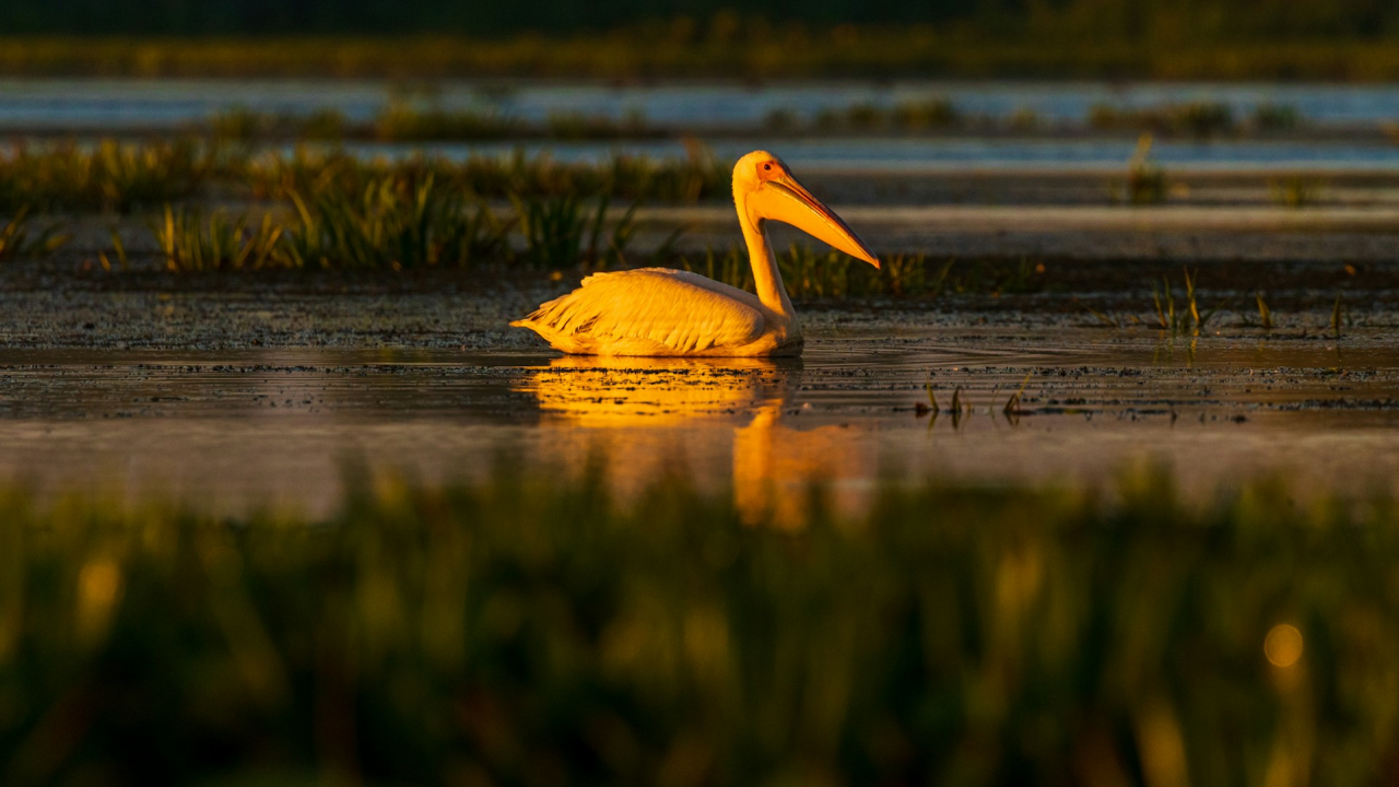 European officials aim to restore the region's ecosystems with this new law