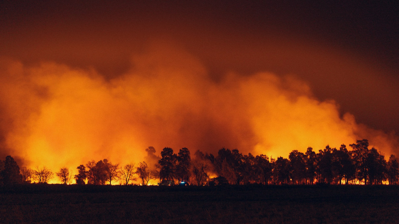 Cum transformă incendiile de vegetație clima planetei