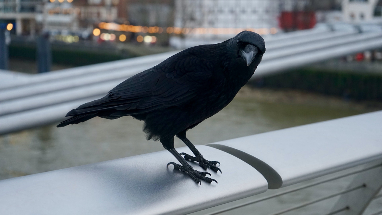 Crows, the surprising heroes of picking up cigarette butts from the cities