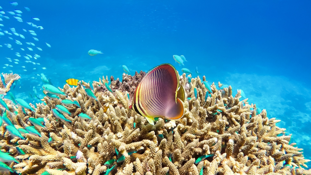 Australia pledges $700 million to protect the Great Barrier Reef