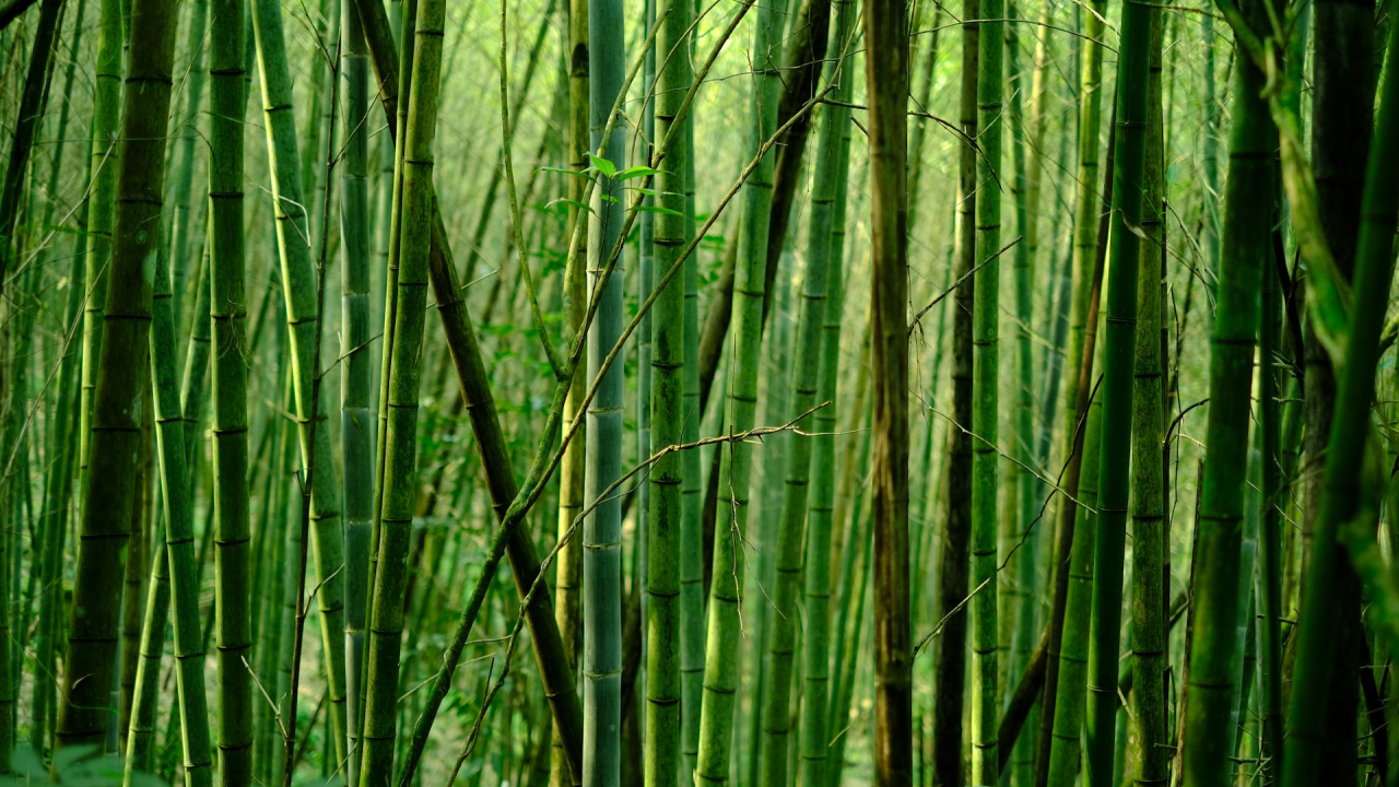 Bamboo can be the green choice to manufacture sustainable paper products