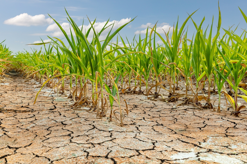 Sistemul alimentar global, amenințat de fenomenele meteo extreme actuale