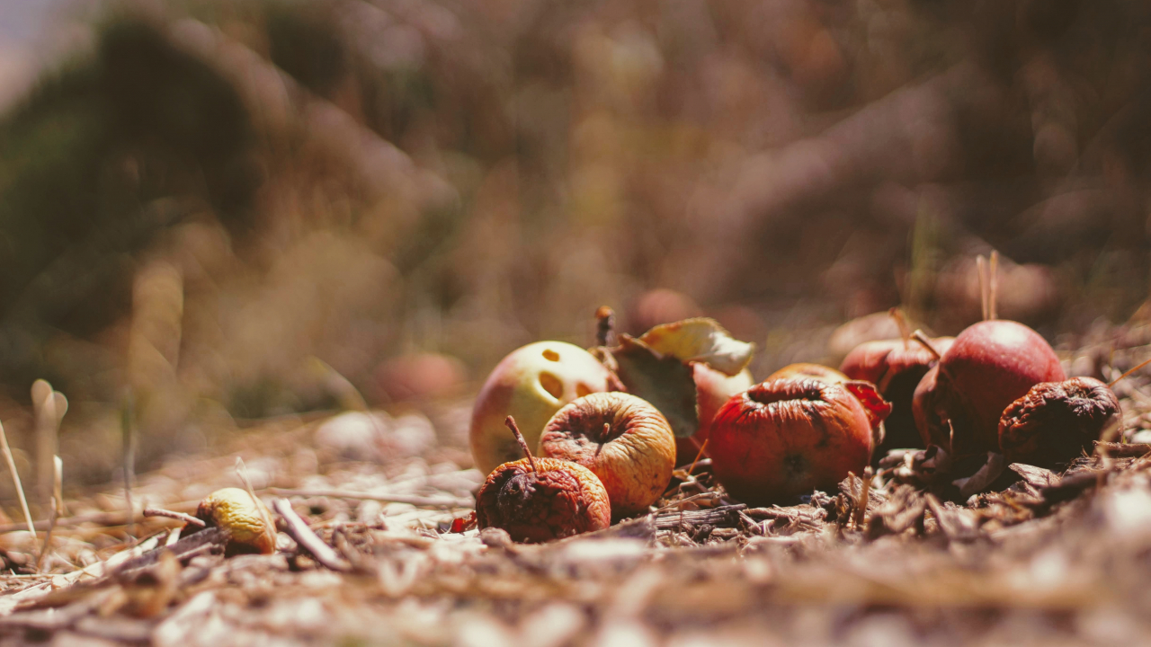 Spain, draft law to reduce some 1.300 tons of annual food waste