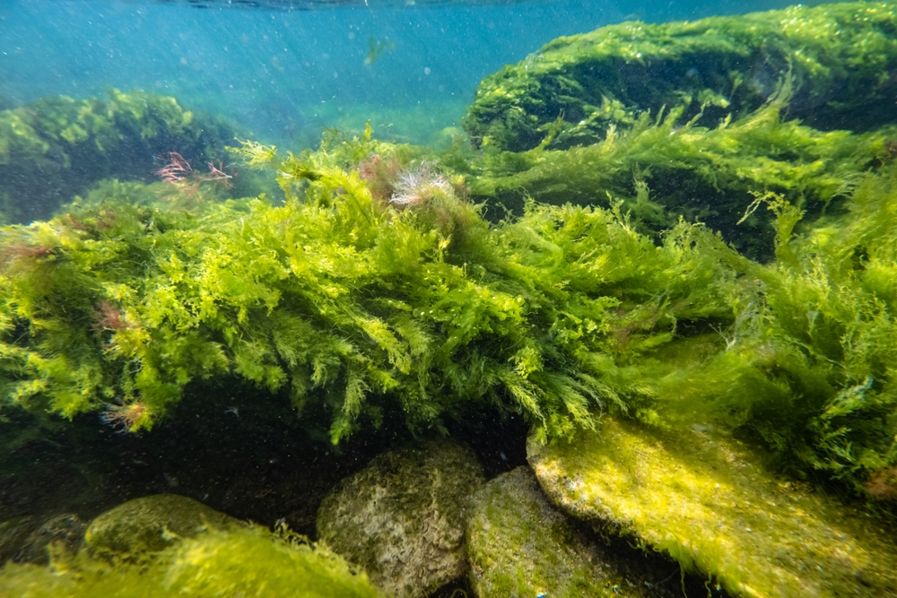 Algae, the miracle plants that capture carbon emissions continuously
