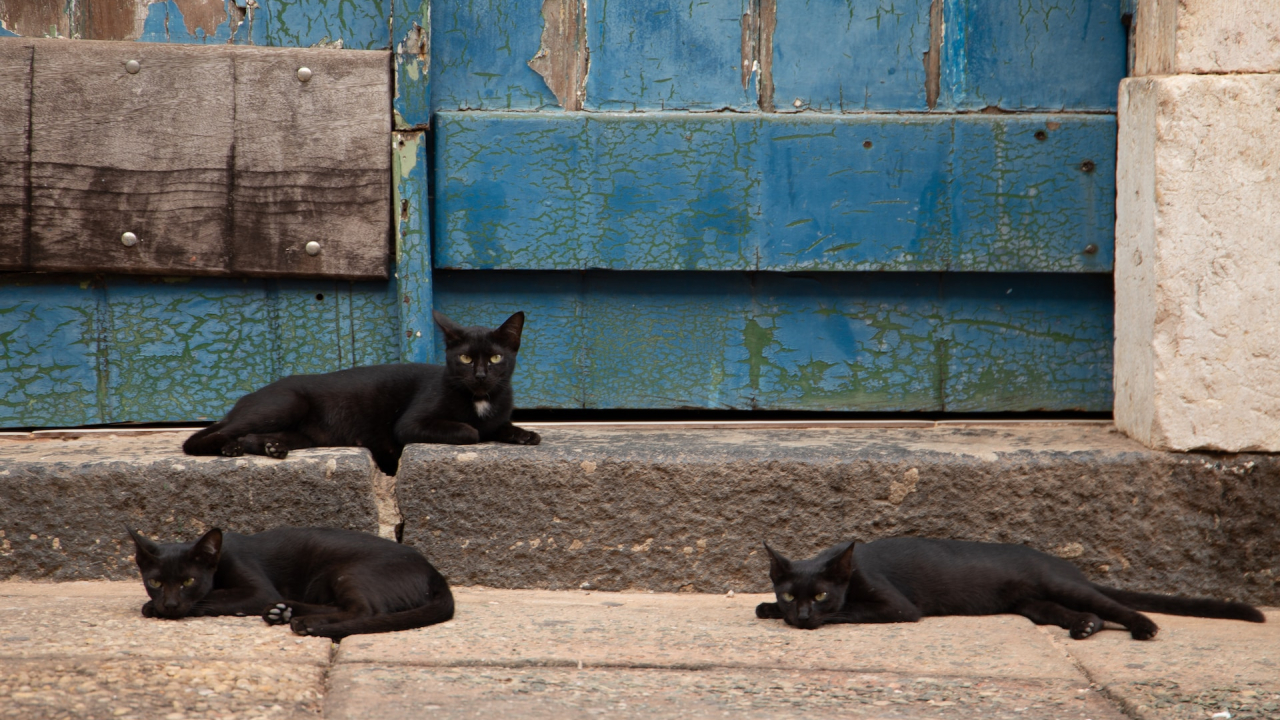 Și pisicile negre au nevoie de un stăpân: transformă biroul într-unul pet friendly