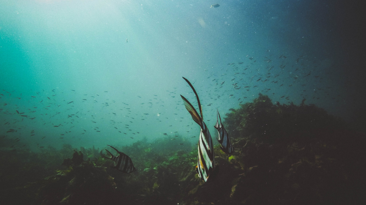 Exploiting seabed resources could produce "irreversible damage"