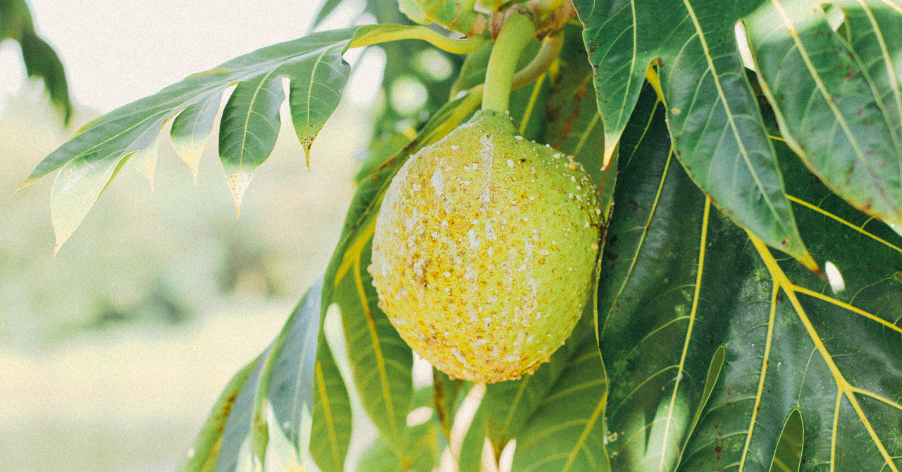 Breadfruit could be the solution to the food crisis in drought affected areas