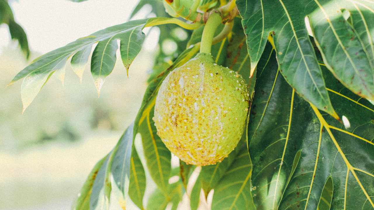 Breadfruit could be the solution to the food crisis in drought affected areas