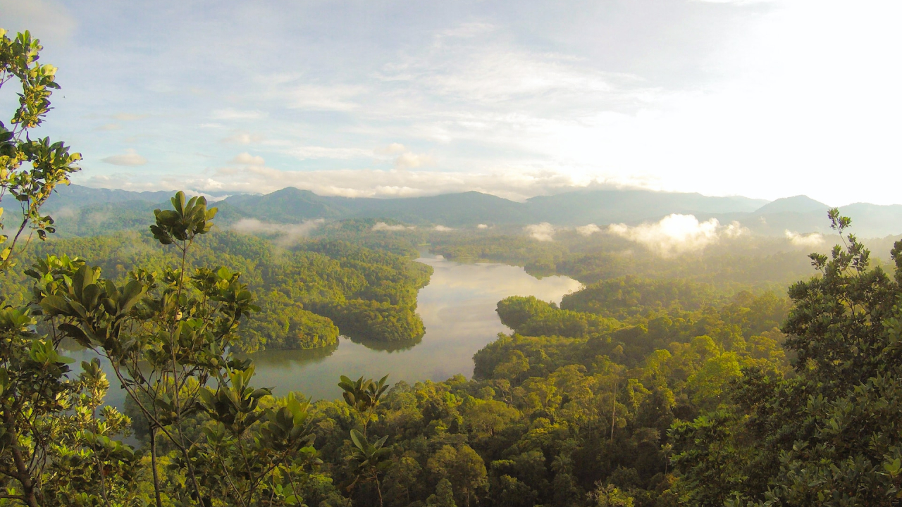 It's getting too hot for trees in rainforest areas to photosynthesize