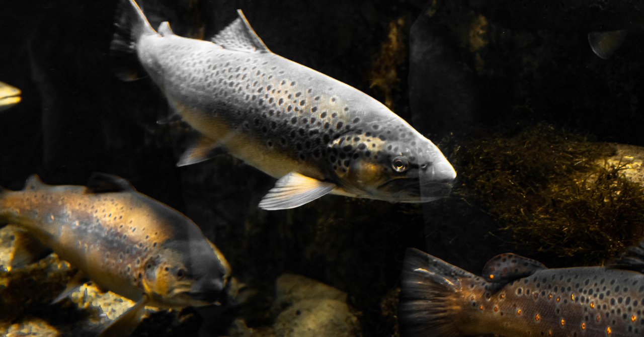 Fish passes can help migrating species reach vital destinations