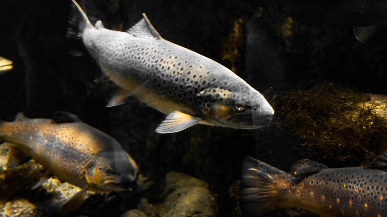 Fish passes can help migrating species reach vital destinations