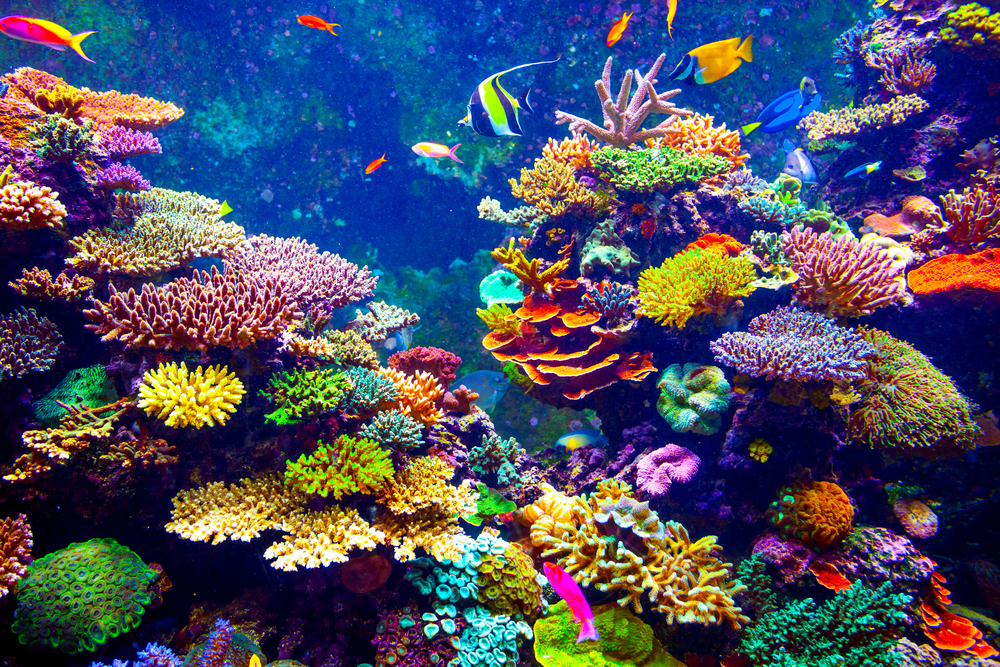 The zoo-bred corals that will help repopulate damaged global reef ecosystems