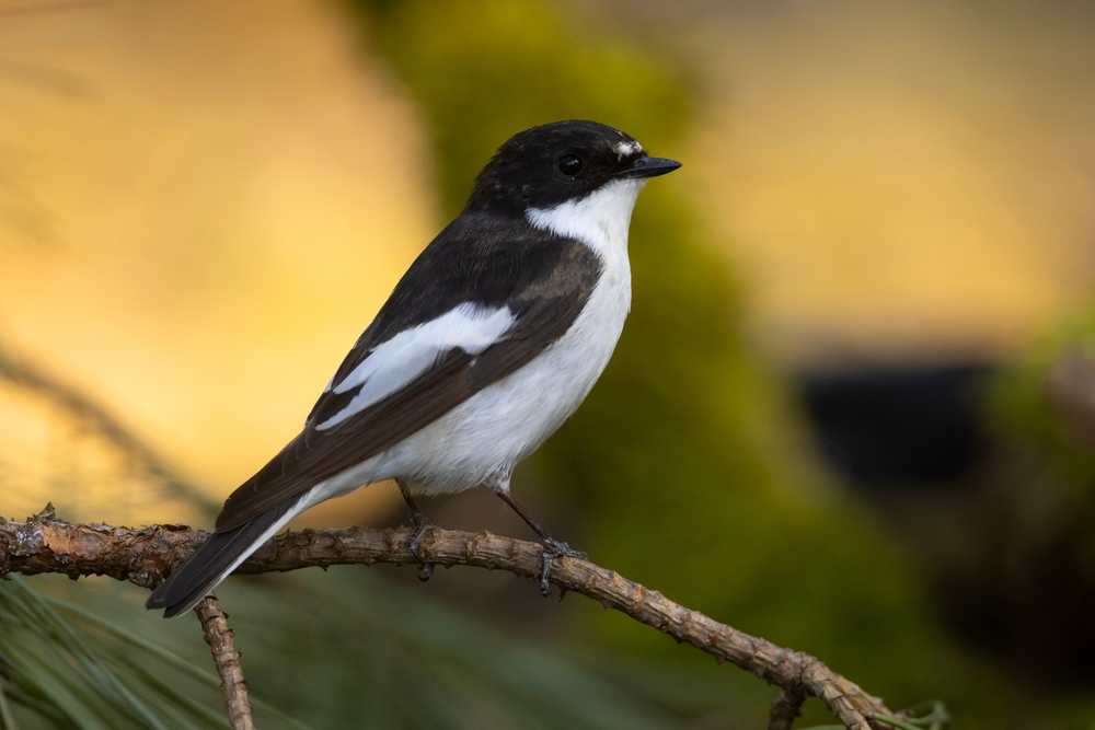 Modul în care cercetătorii ajută păsările să se adapteze la criza climatică
