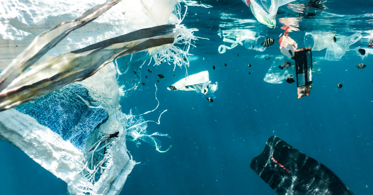 The Great Pacific Garbage Patch is a dangerous home to some marine species