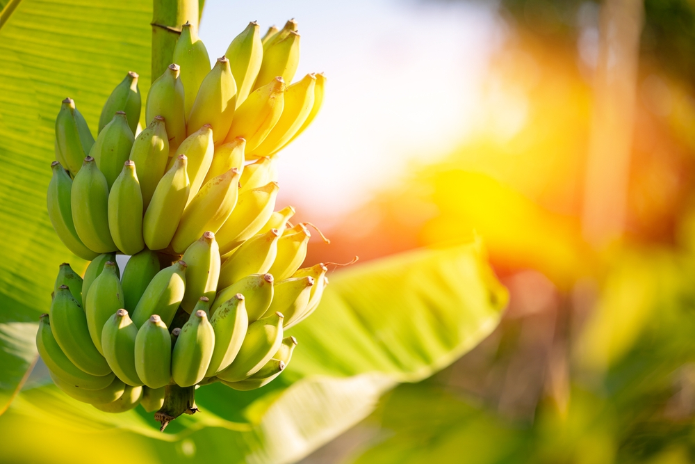 Cum putem rămâne fără banane din cauza schimbărilor climatice