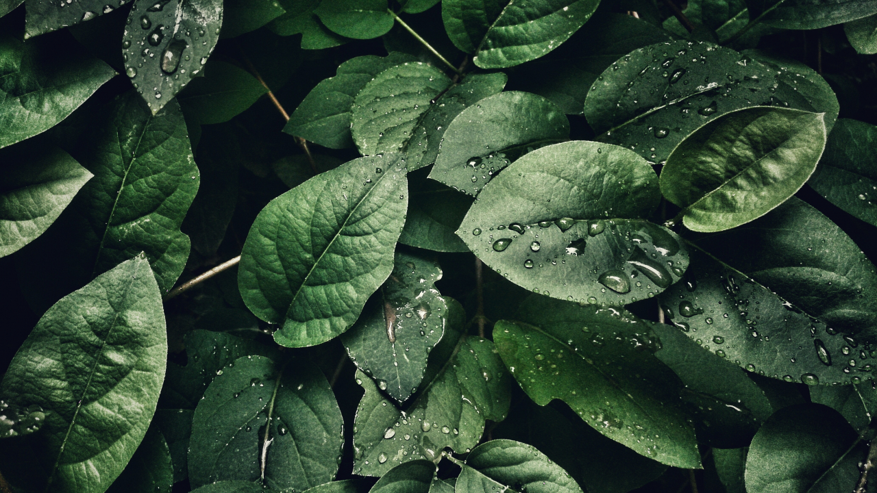 A team of researchers found a way to reduce the water consumption of plants