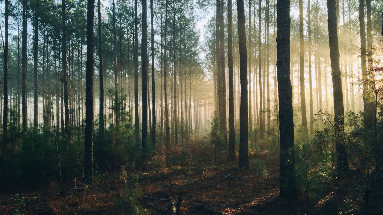 AstraZeneca invests 400 million USD to plant trees across our planet