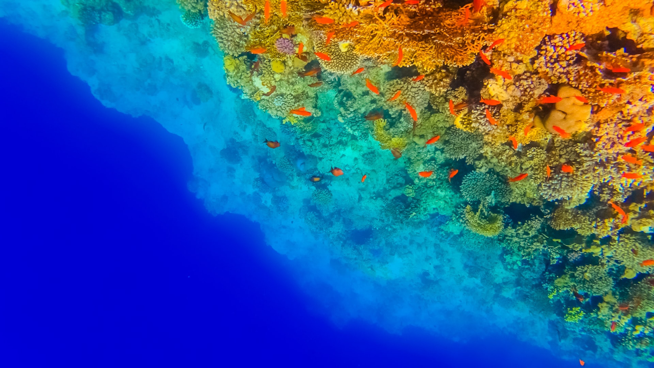 UN signs historic treaty to protect ocean biodiversity