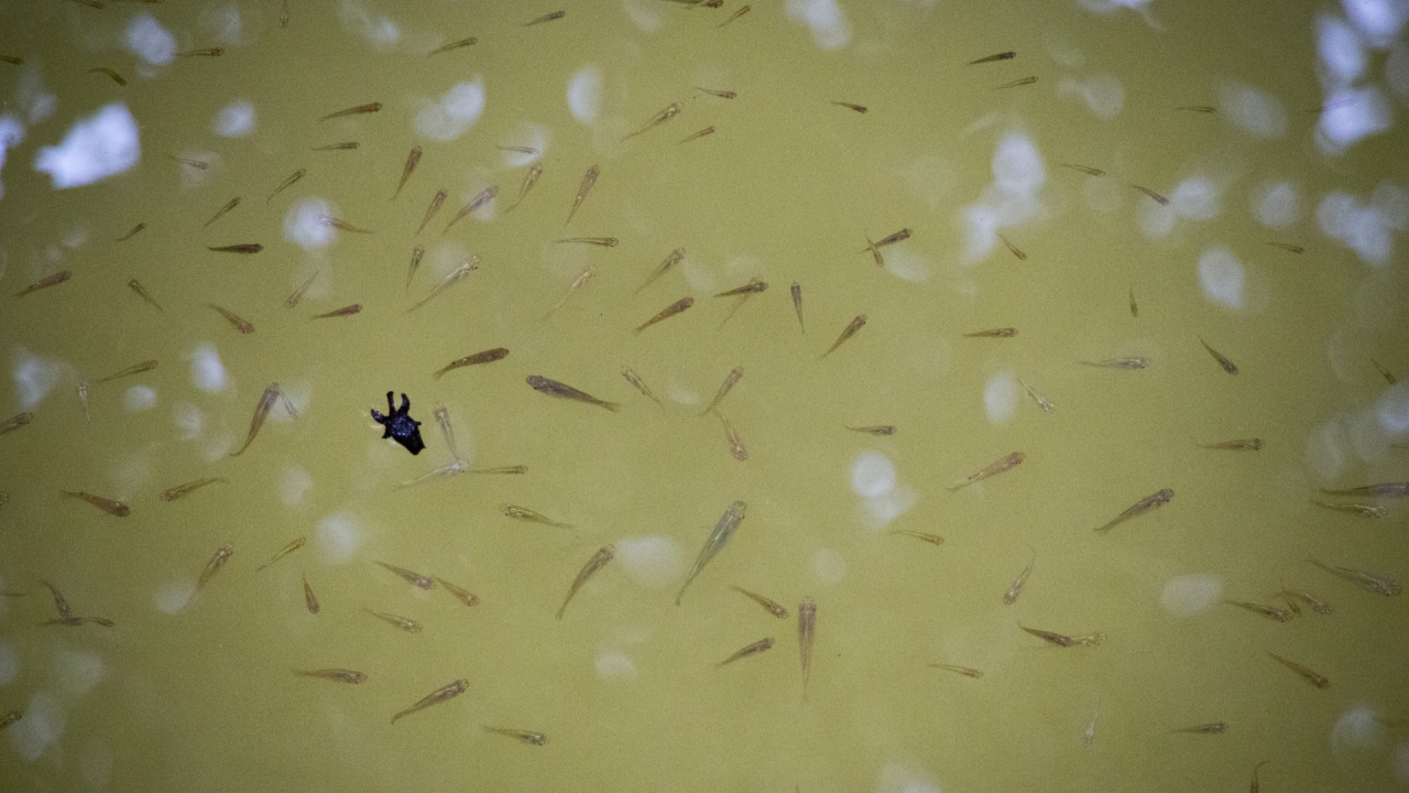 Marine micro-organisms help us make more durable products while cutting emissions