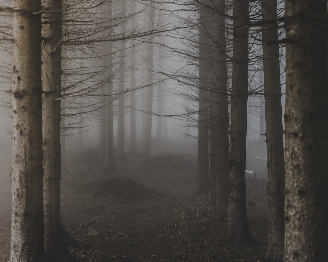 Nature is the collateral victim of military conflicts