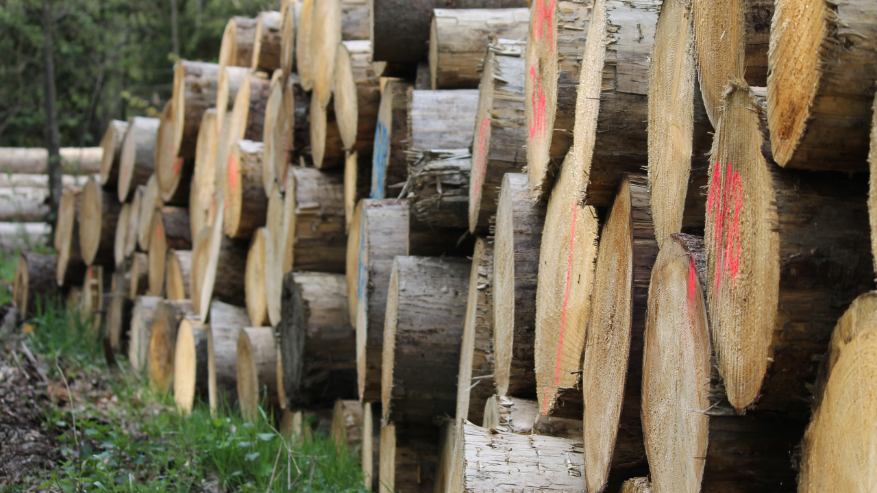 Cum ne poate ajuta biomasa să utilizăm corect dioxidul de carbon