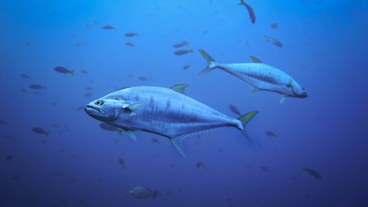 Visul Wanda Fish de a cultiva file de ton ar putea deveni curând realitate
