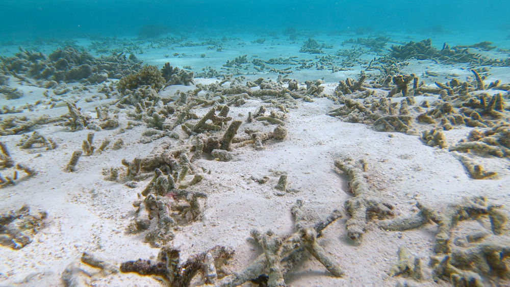 Încălzirea globală a cauzat al patrulea fenomen global de albire a coralilor