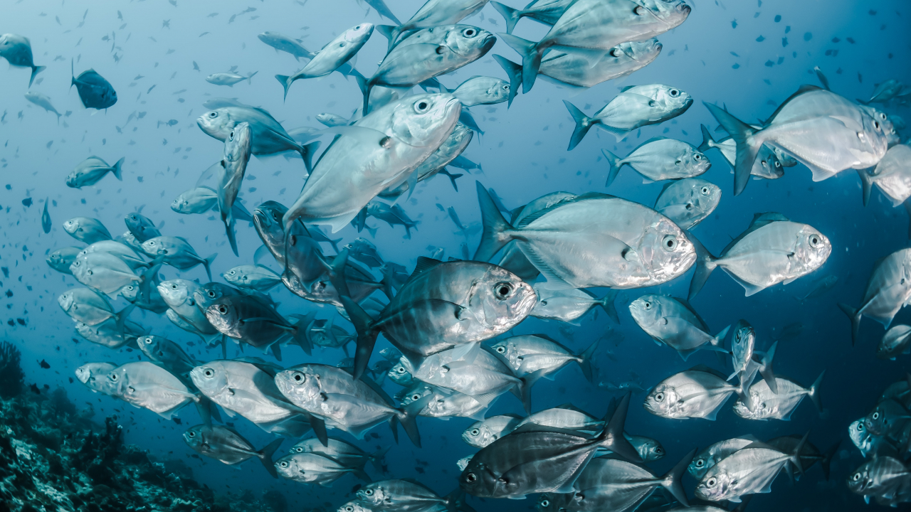 Fish-like robots could help us reduce plastic waste found in oceans