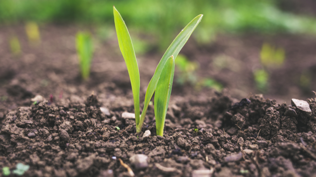 A team of scientists developed a device that can detect carbon in soil