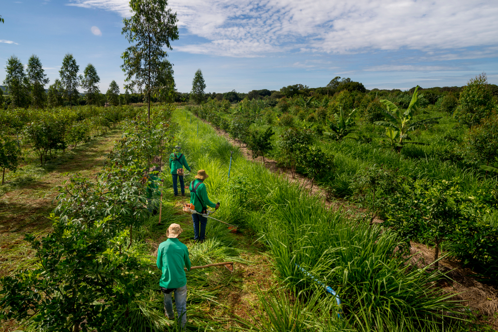 Microsoft, proiect pentru captarea carbonului și protejarea biodiversității