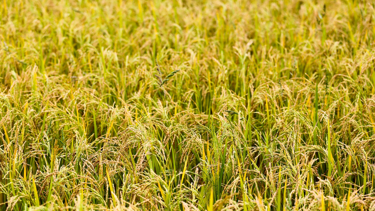 Bayer and Shell collaborate to reduce methane emissions from farming