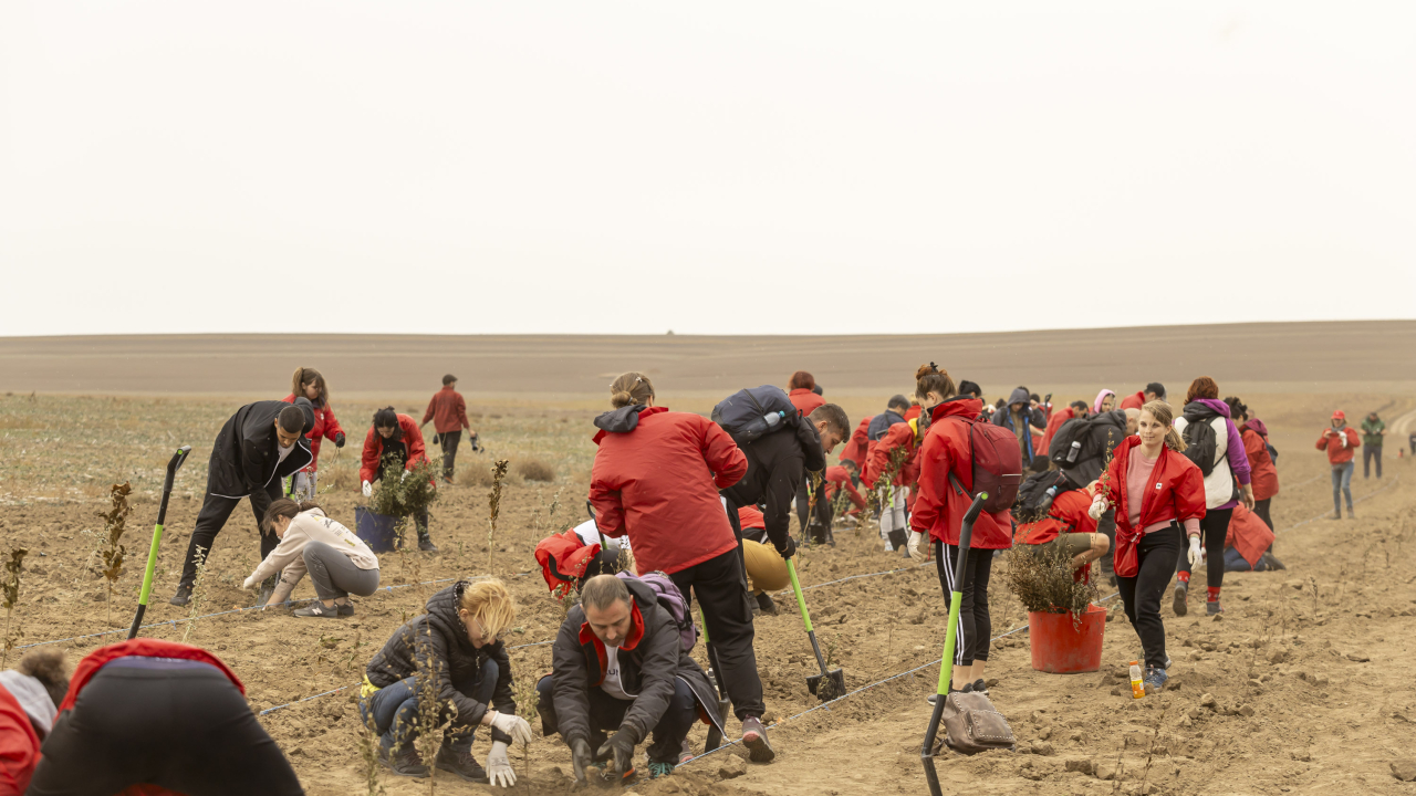 Mega Image plantează câte un copac pentru fiecare dintre angajații săi