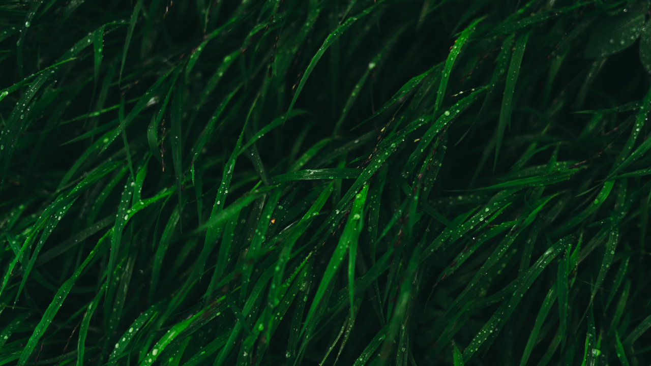 Algae could be an affordable and sustainable way of decarbonizing the atmosphere