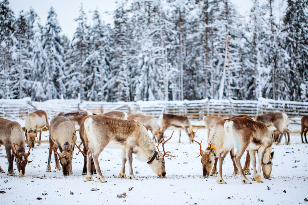 O nouă specie de animale iubite de toți oamenii, amenințată cu dispariția din cauza schimbărilor climatice