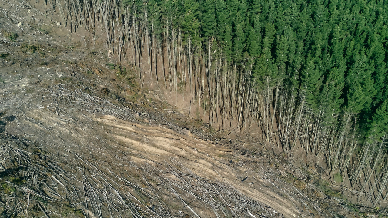 EU countries ban the import of products linked to deforestation