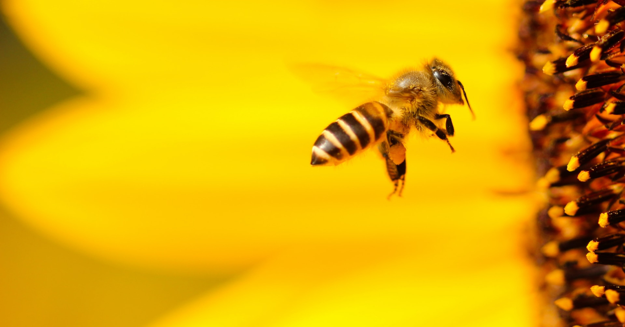 To BEE or not to BEE: cum poți salva albinele și de ce e important să o faci