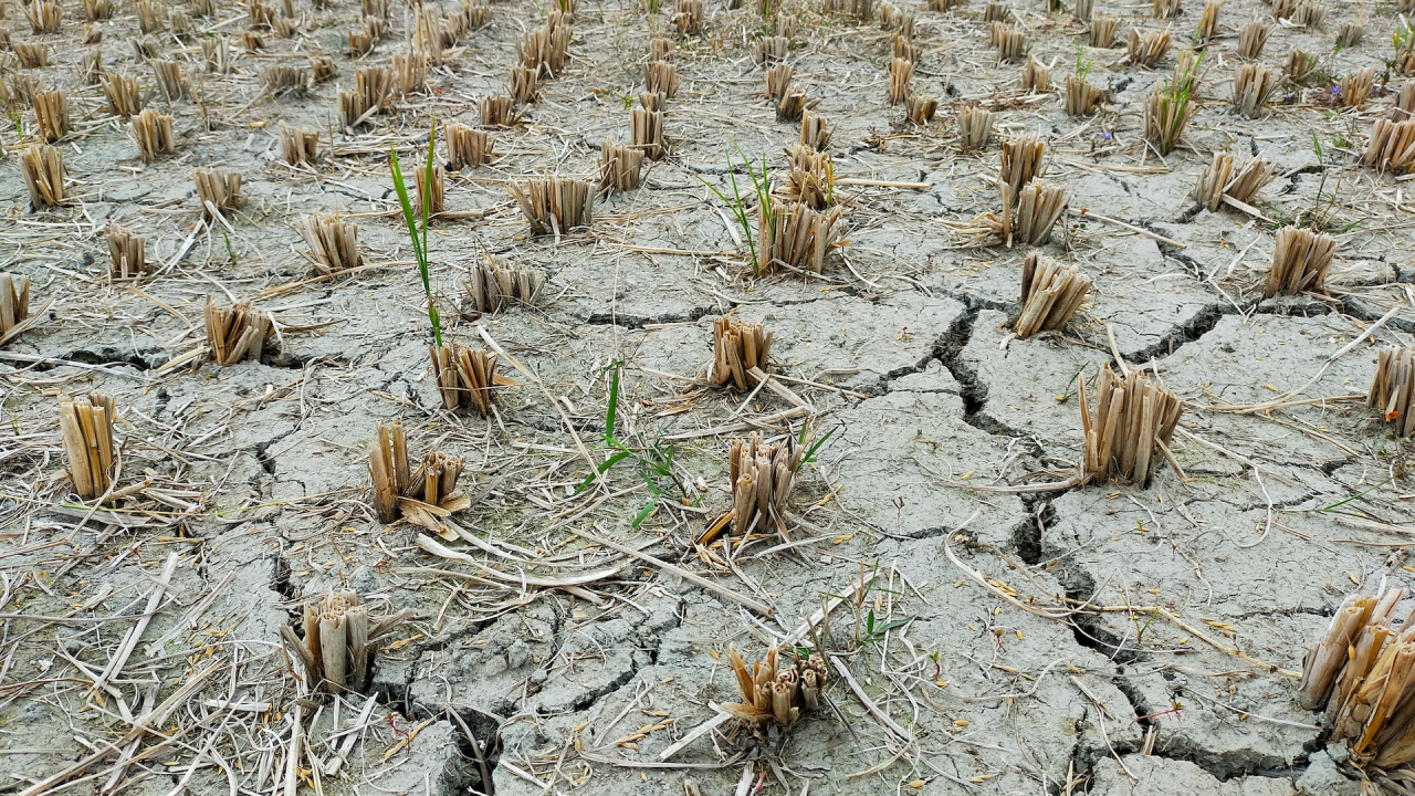 Seceta îngenunchează producția agricolă a Europei. „E prima dată când pierd tot”