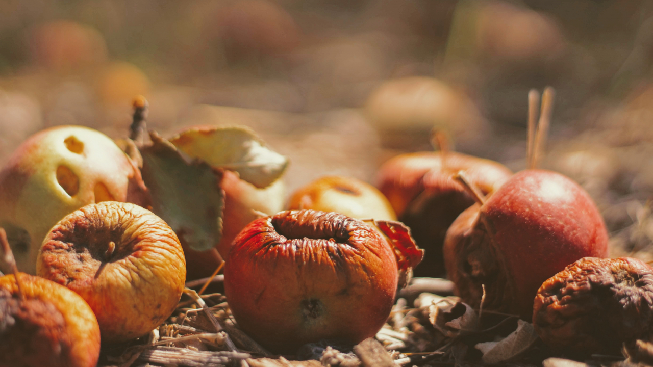 Insectele, ajutorul neașteptat pentru sustenabilitate în industria alimentară