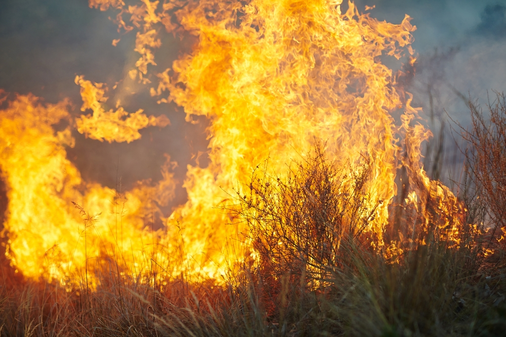 Planta omniprezentă care poate deveni combustibil pentru incendii