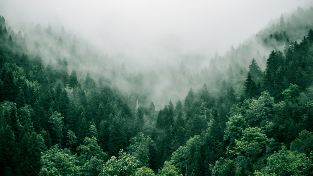 The tree species with a serious appetite for CO2 that help us decarbonize