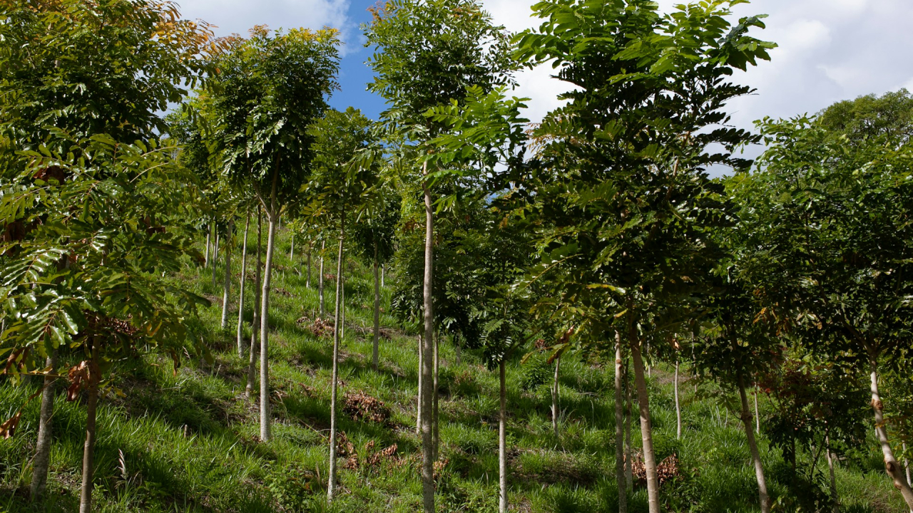 Cultivo, compania ce regenerează ecosistemele prin captarea CO2-ului