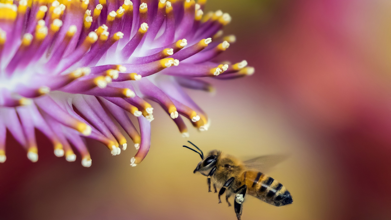 First commercial available vaccine for honeybees brings hope